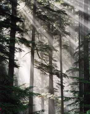 Olympic Tree Mist.jpg (18726 bytes)